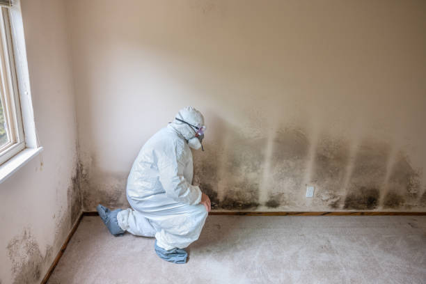 Certified Mold Removal in Glouster, OH